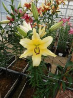 [4191 Baruta VWS No01.JPG]